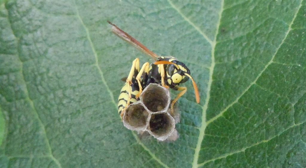 Polistes dominulus in costruzione nido?